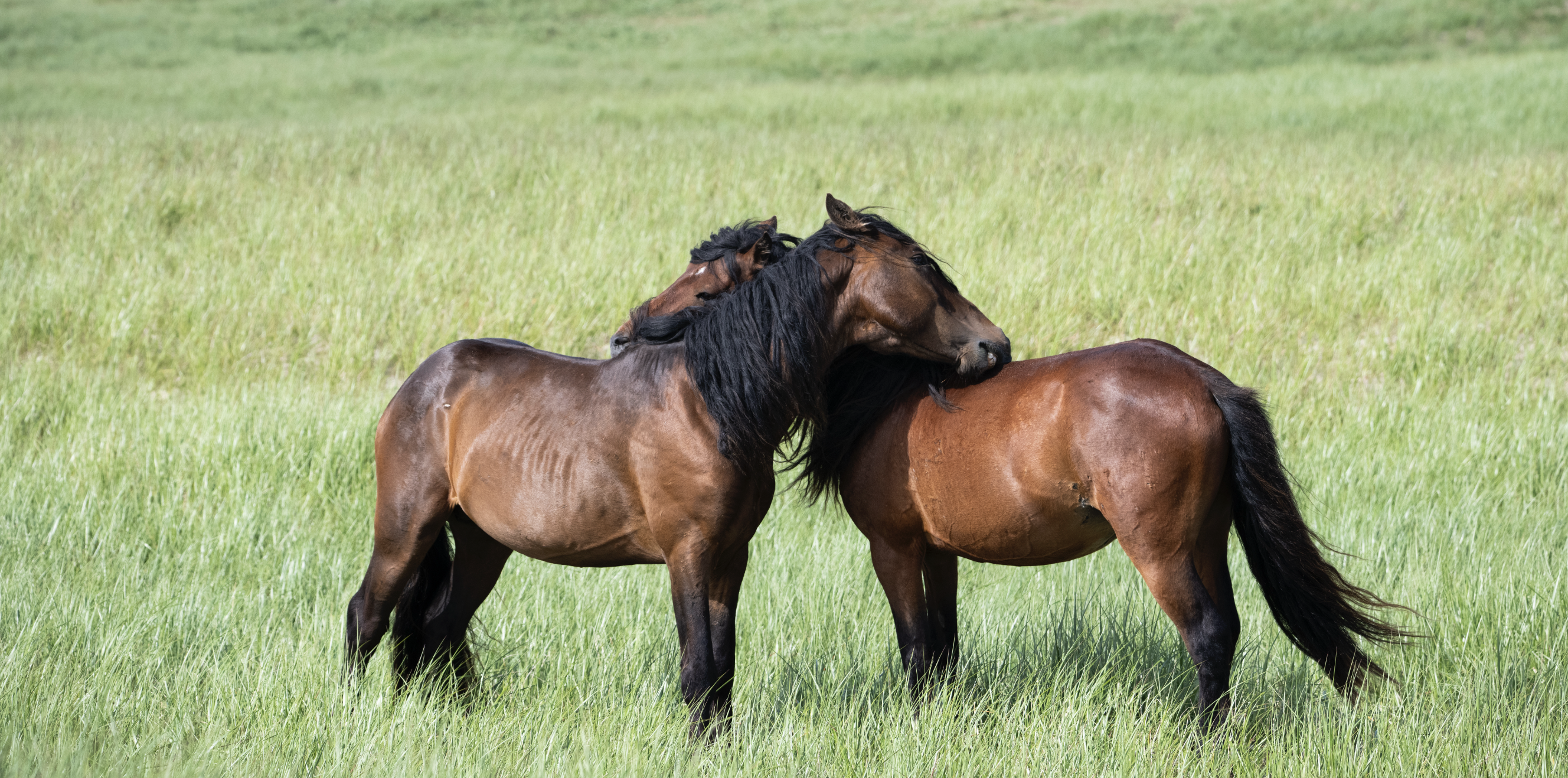 Wild Sable Island horses grooming