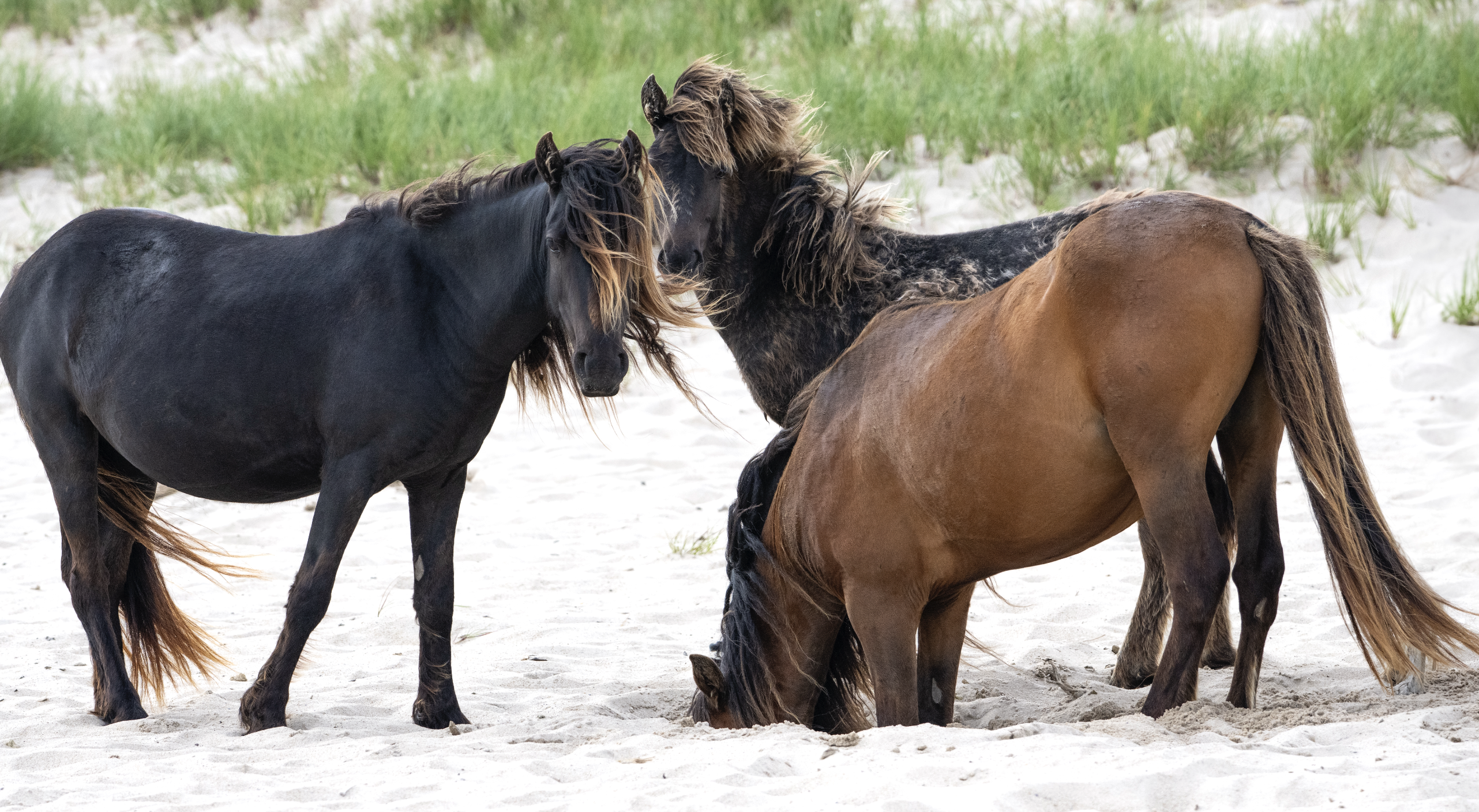 Wild horses on the eastern end of Sable Island