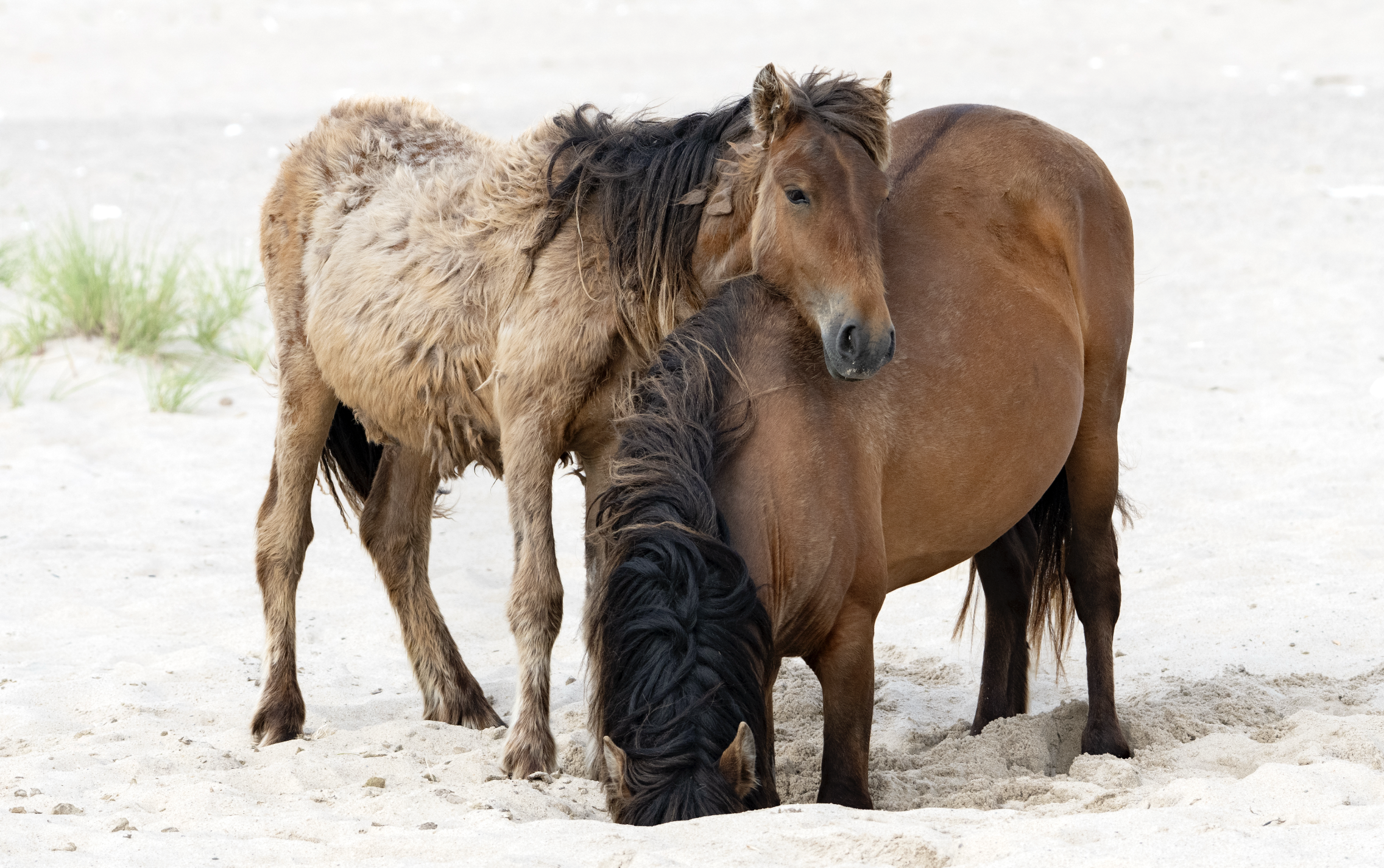 Wild Sable Island horses take a sip from the lens
