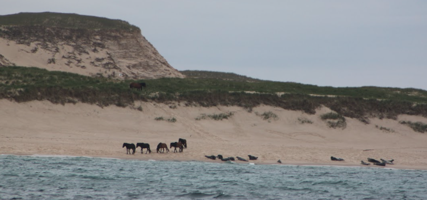 Wild horses and Grey seals living in harmony