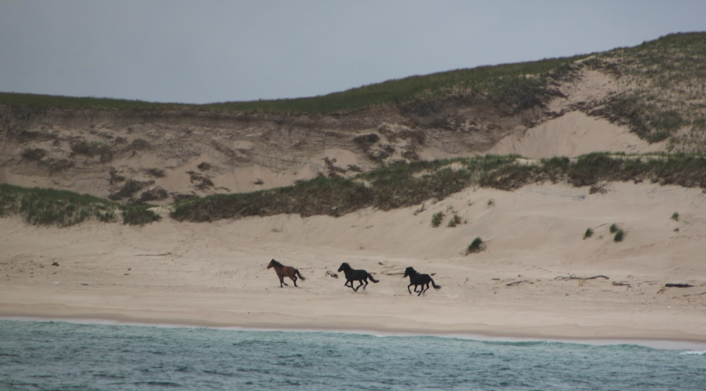 Wild Sable Island horses running down the beach