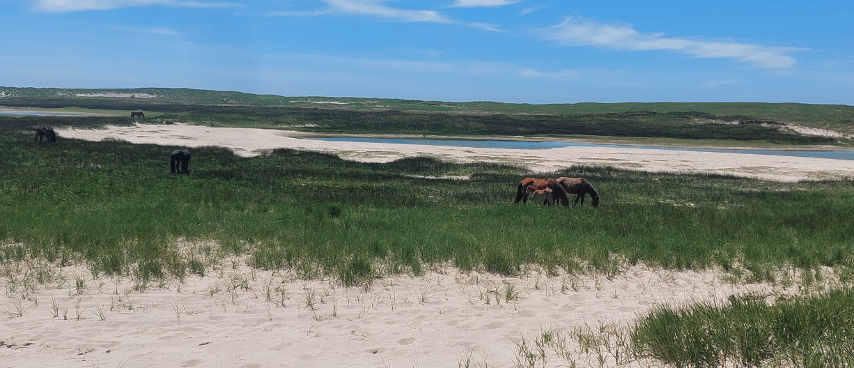 Wild horses on Sable Island