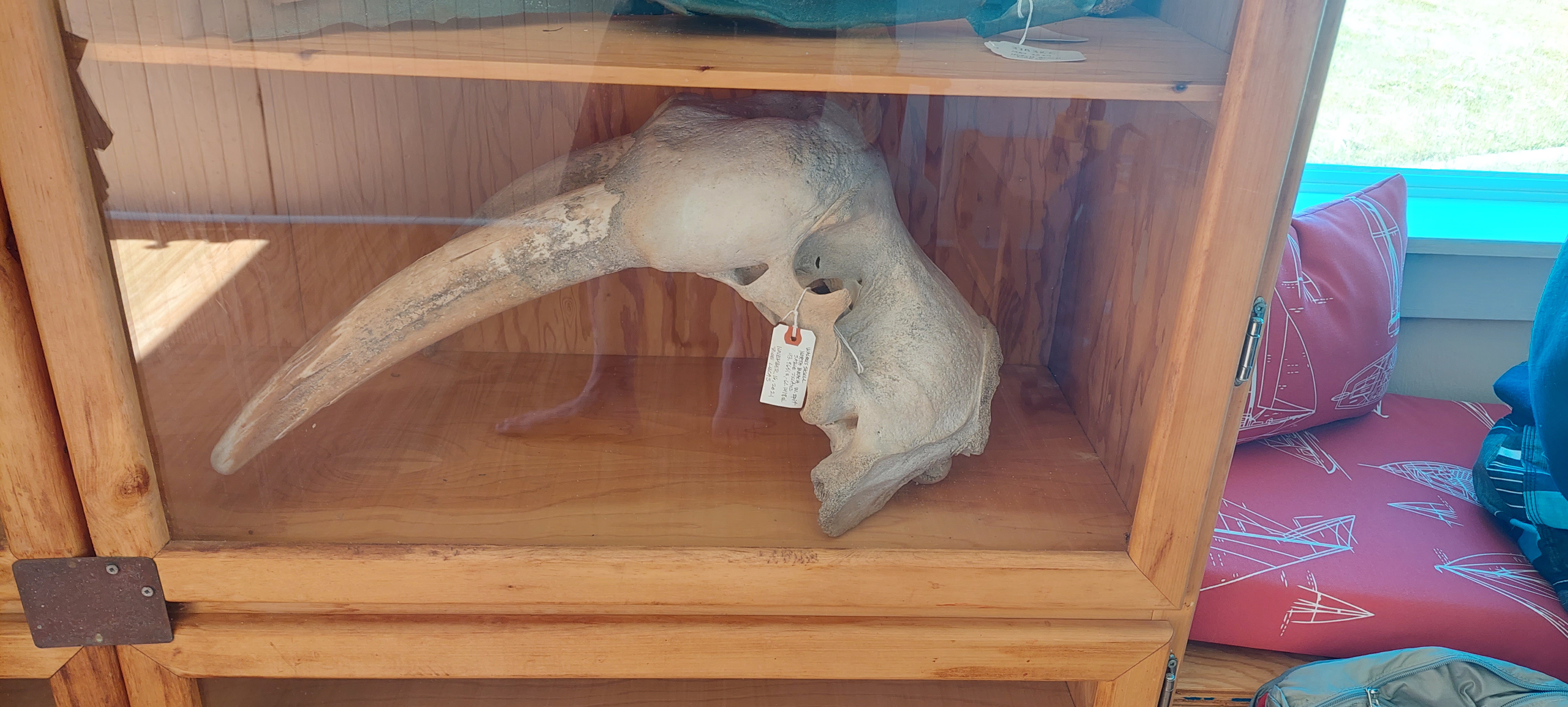 Walrus Skull found on Sable Island